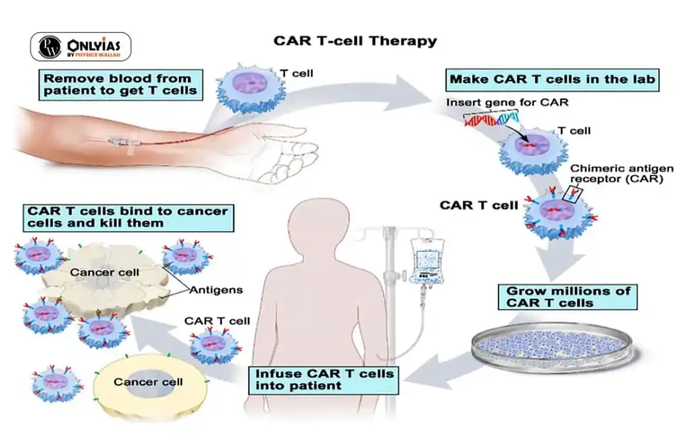 CAR T Cell Therapy