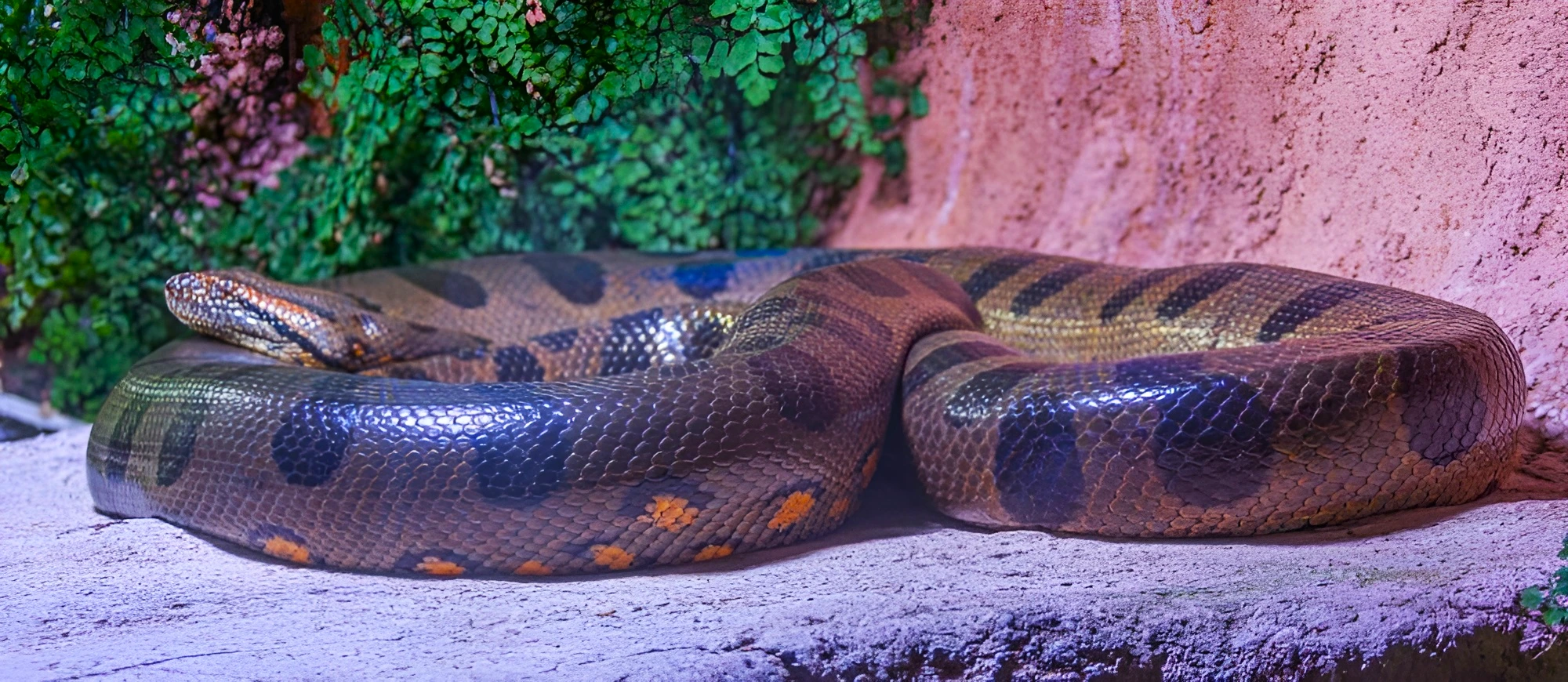 Green Anaconda