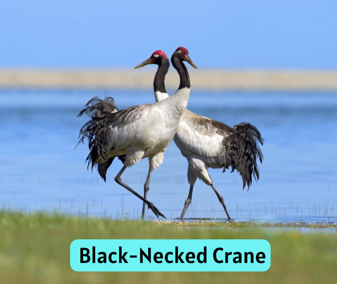 black necked crane