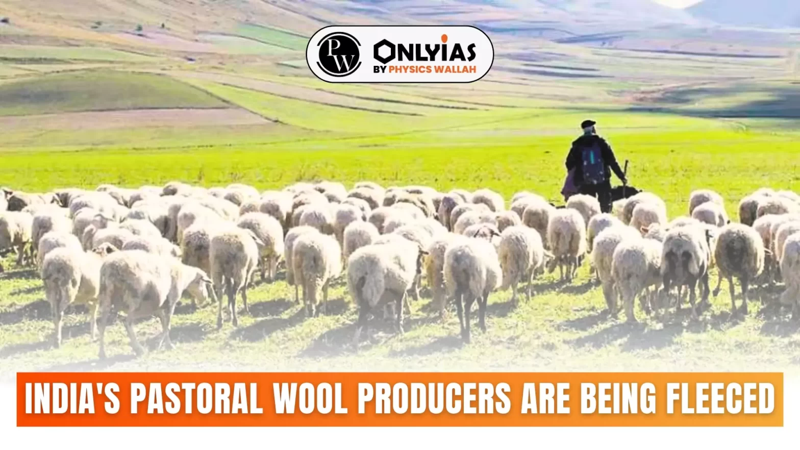 India’s Pastoral Wool Producers Are Being Fleeced