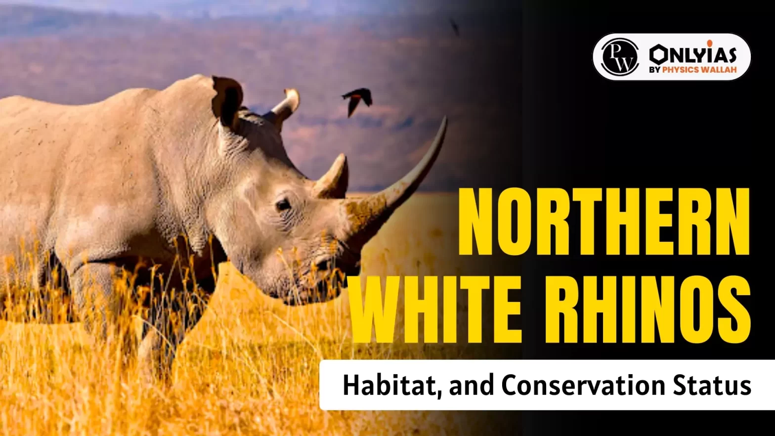 Northern White Rhinos: Habitat, and Conservation Status