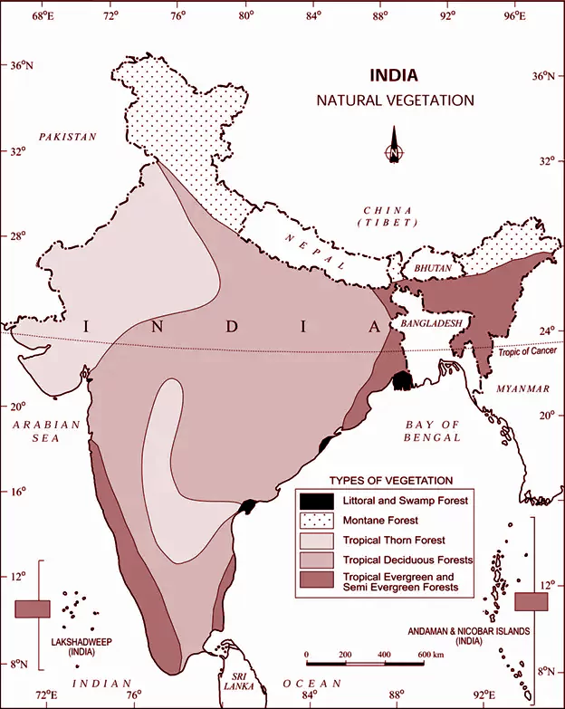 Forest in India
