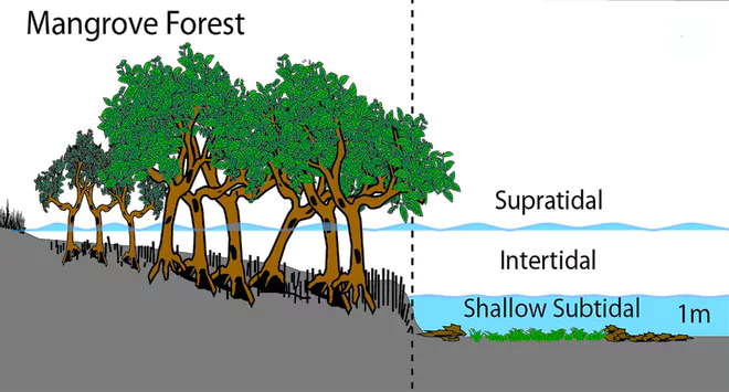 Mangrove Forest in India 