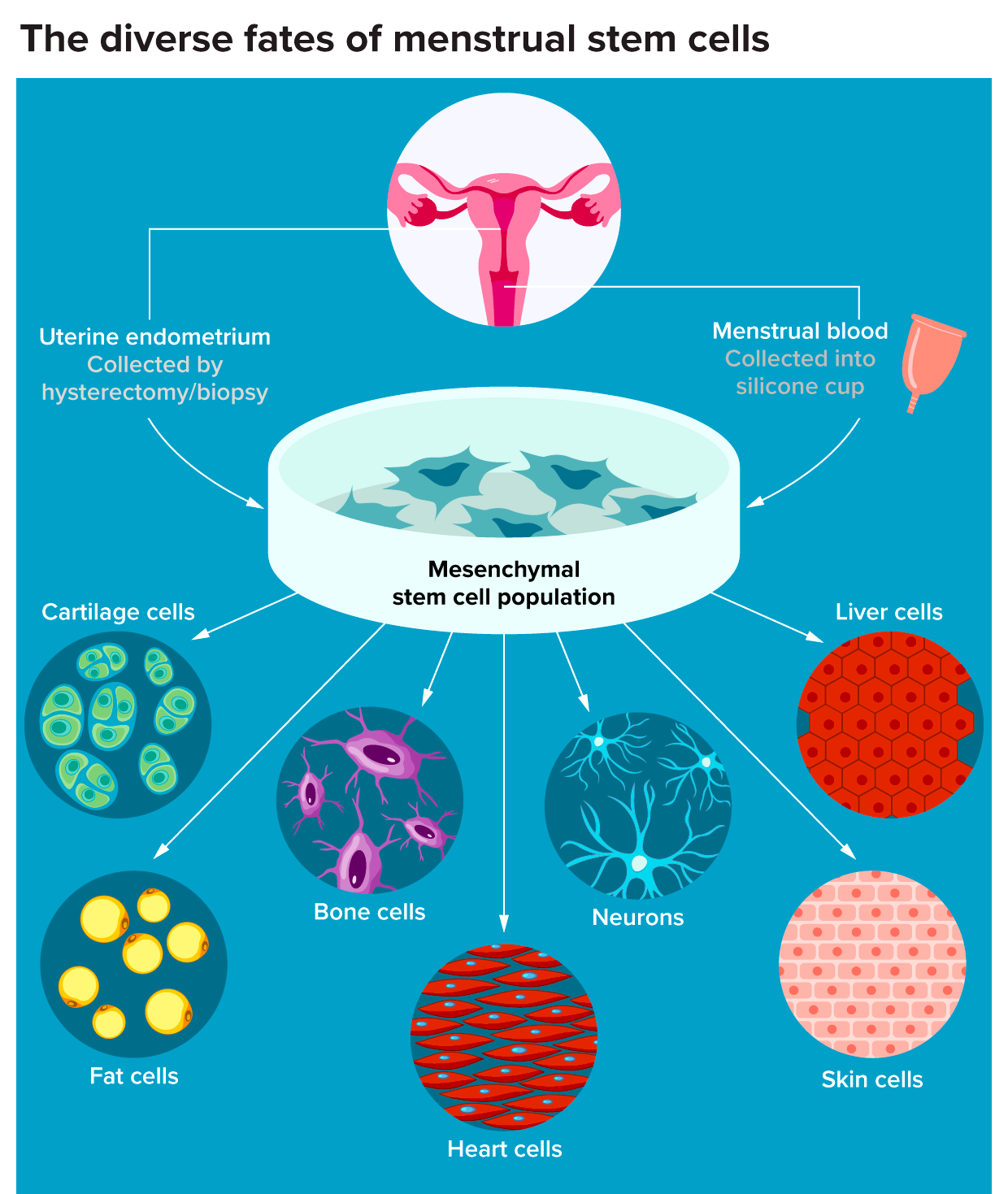 Stem Cells