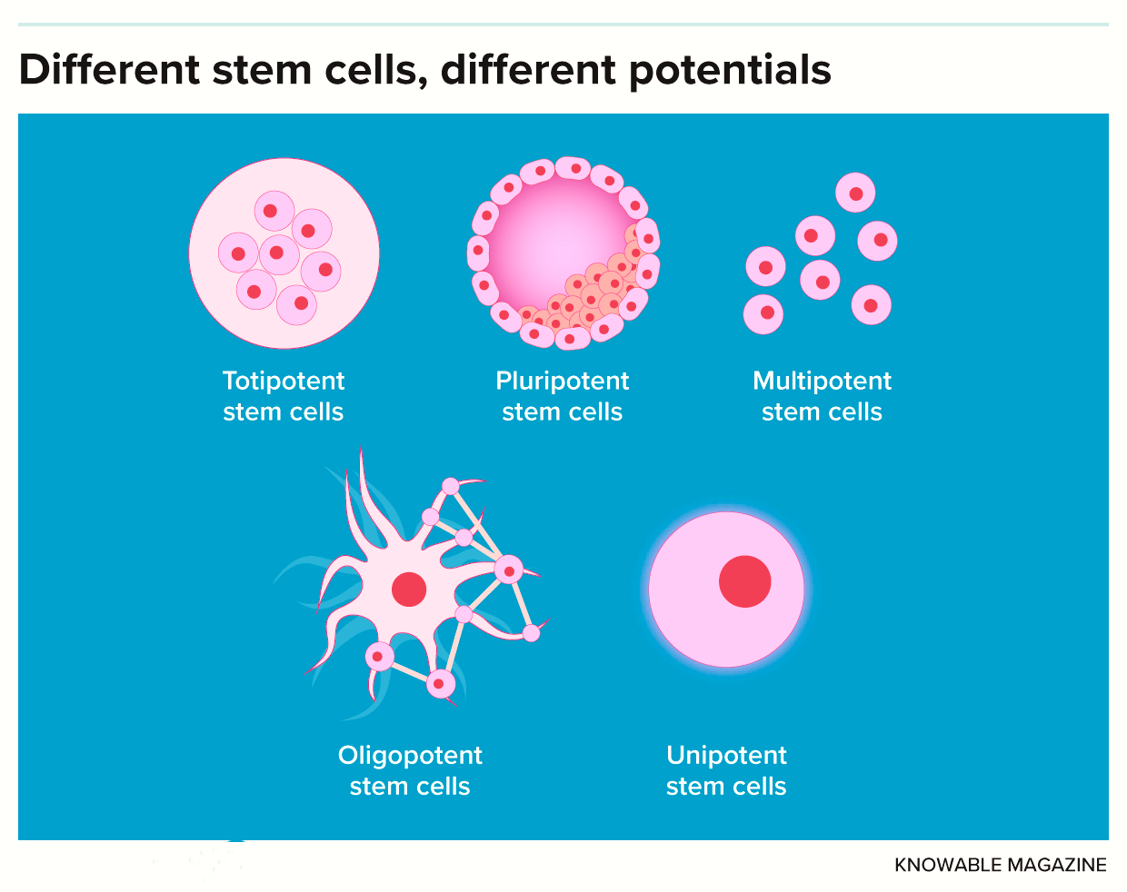 Stem Cells