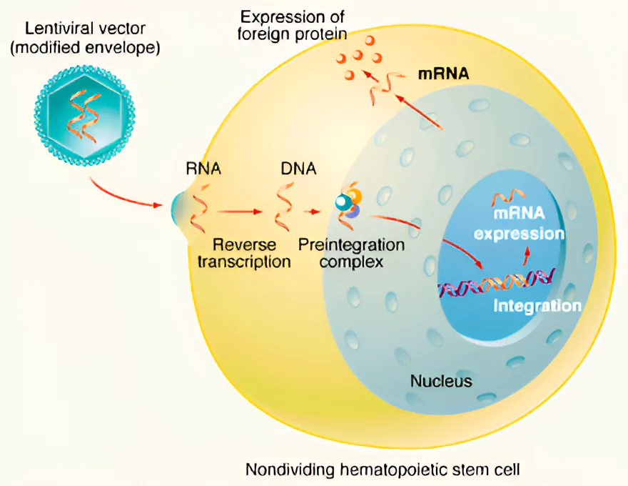 Haemophilia A