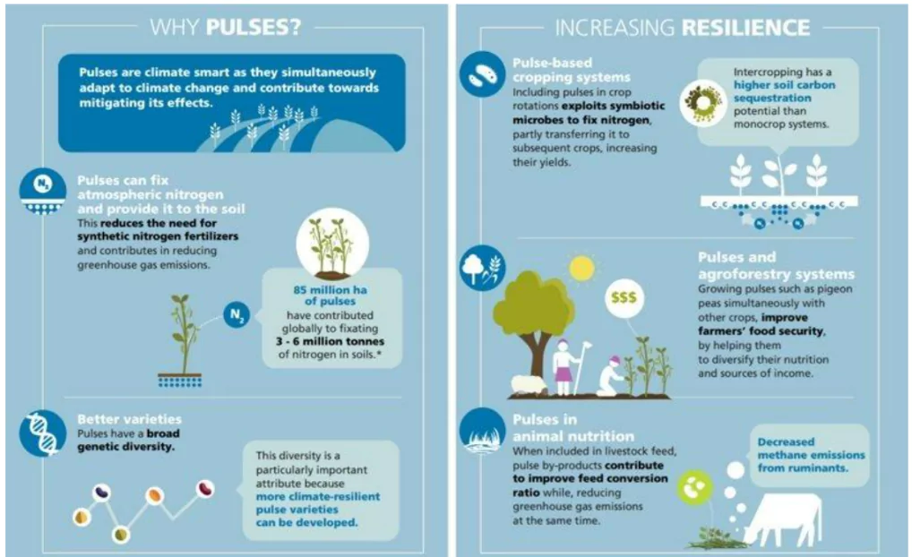 World Pulses Day 2024