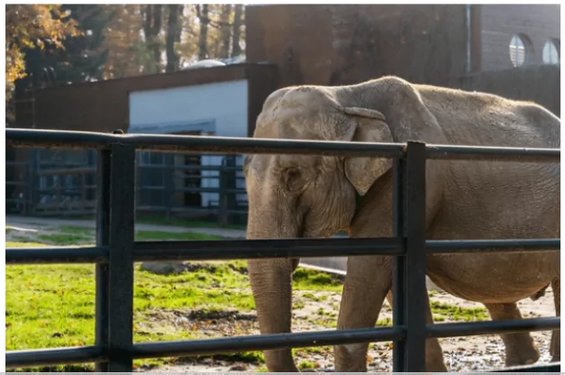 Captive Elephants