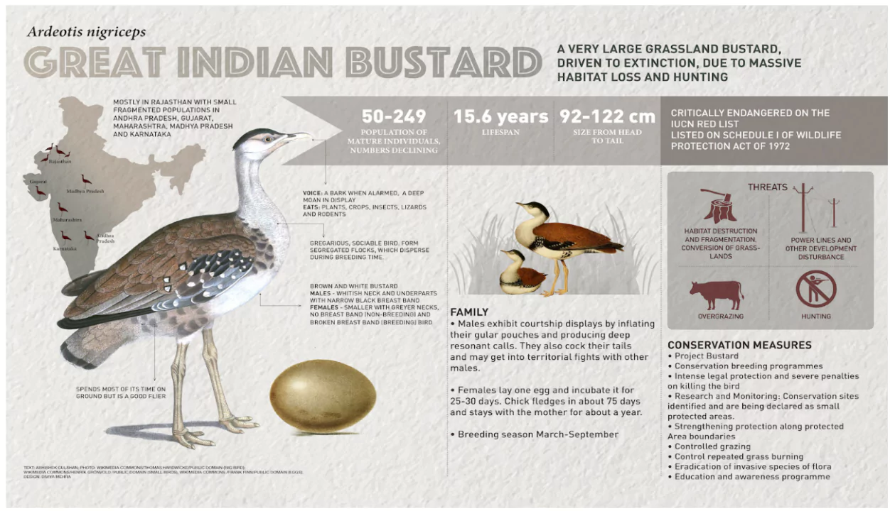 Indian Bustrard