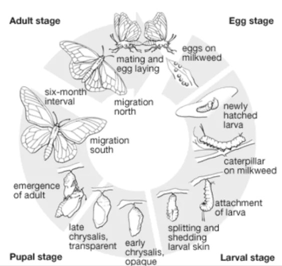 Lepidoptera