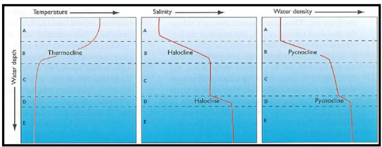 Halocline