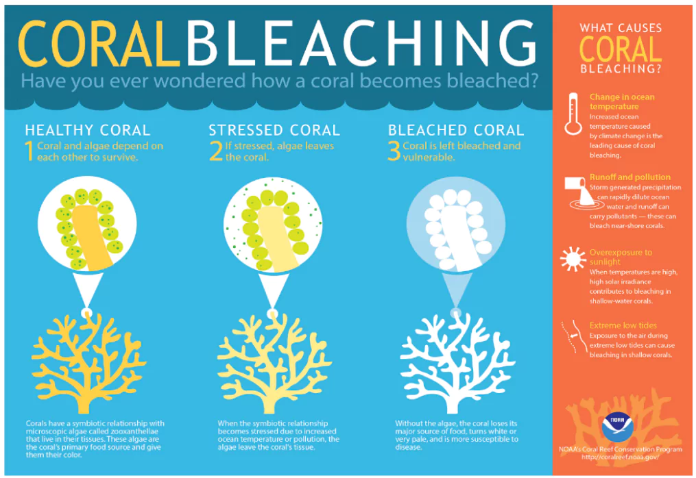 Coral bleaching 