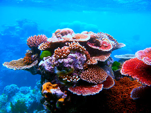 Coral Bleaching