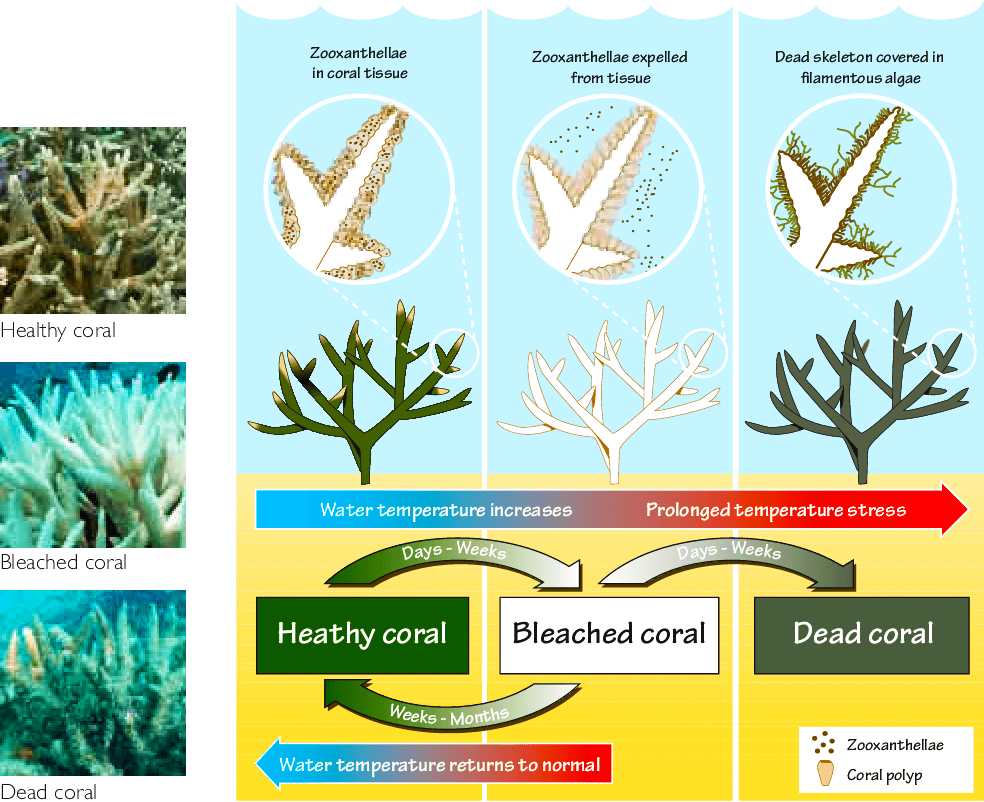 Coral Bleaching
