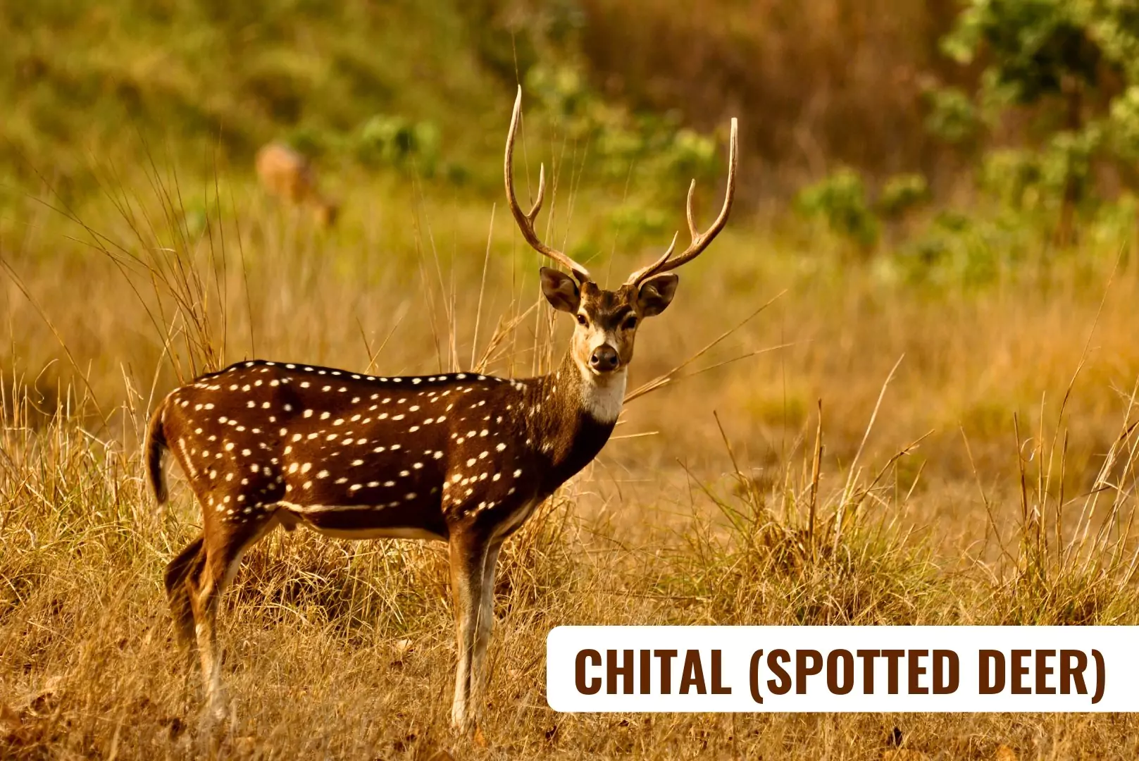 Chital