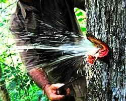 Indian Laurel Tree