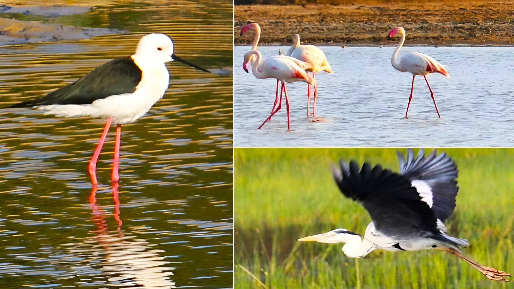 Pulicat Bird Sanctuary