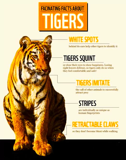 Tiger Conservation