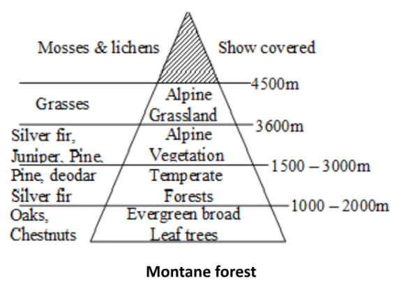 natural vegetation