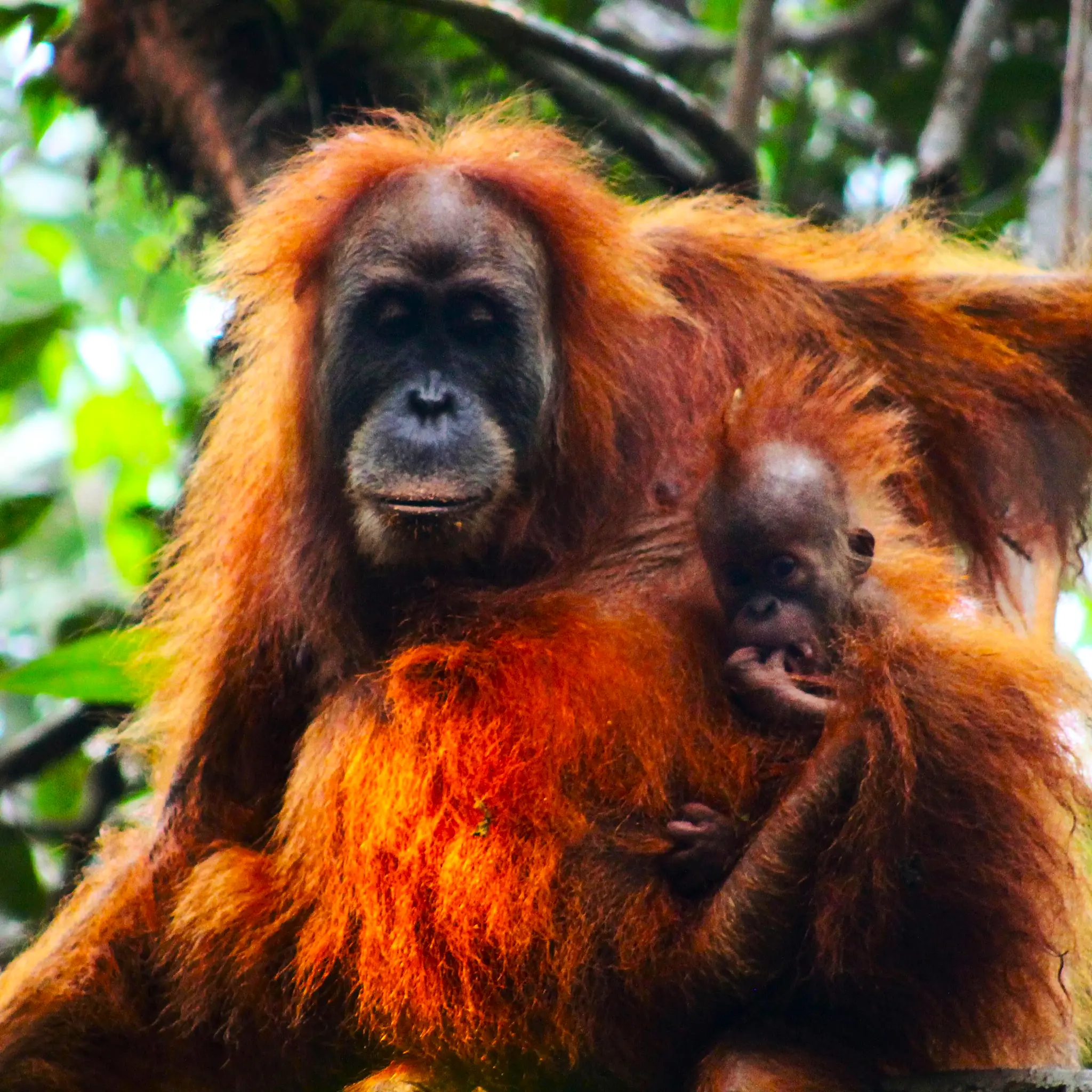 Orangutans