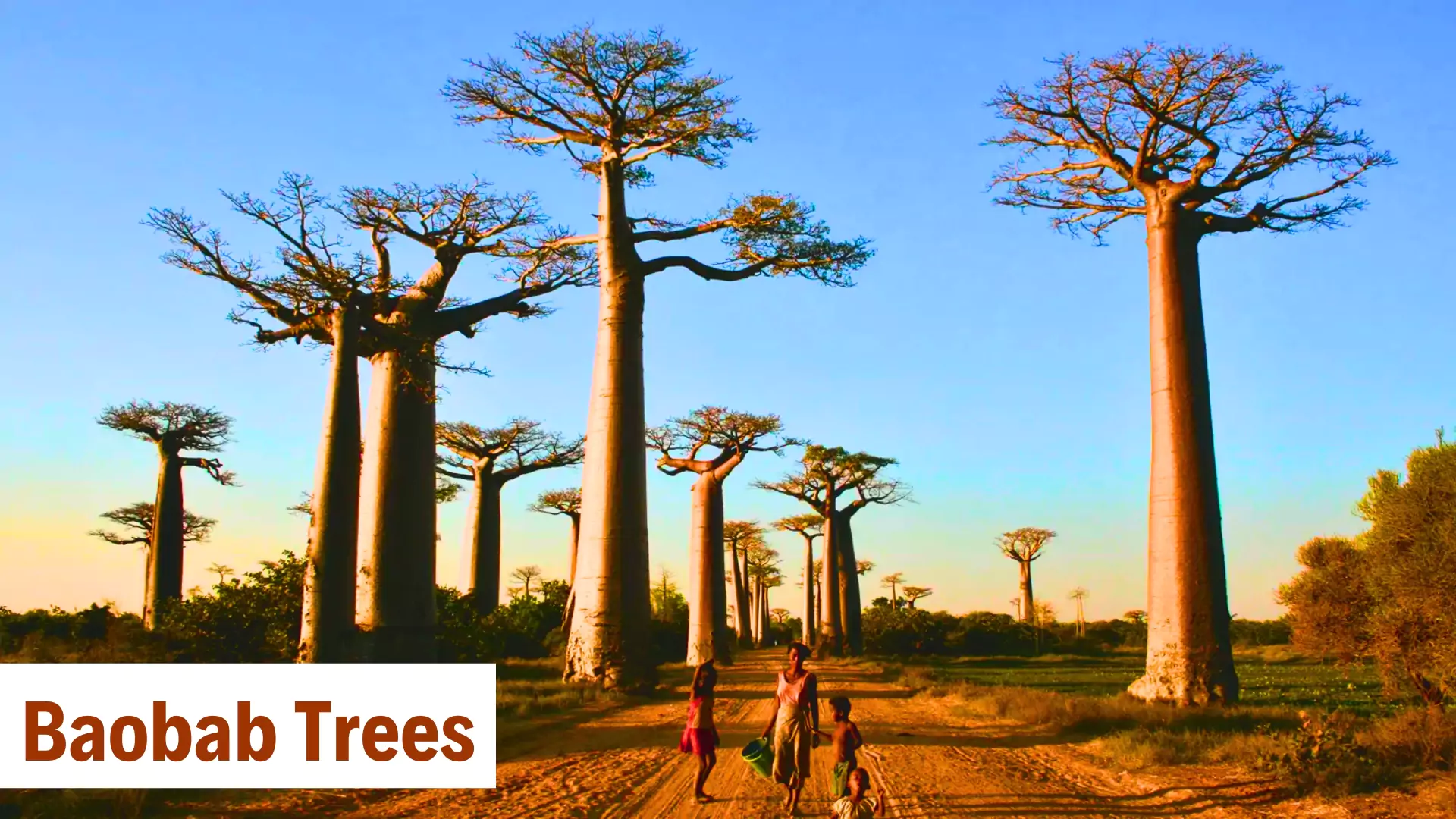 Baobab Trees