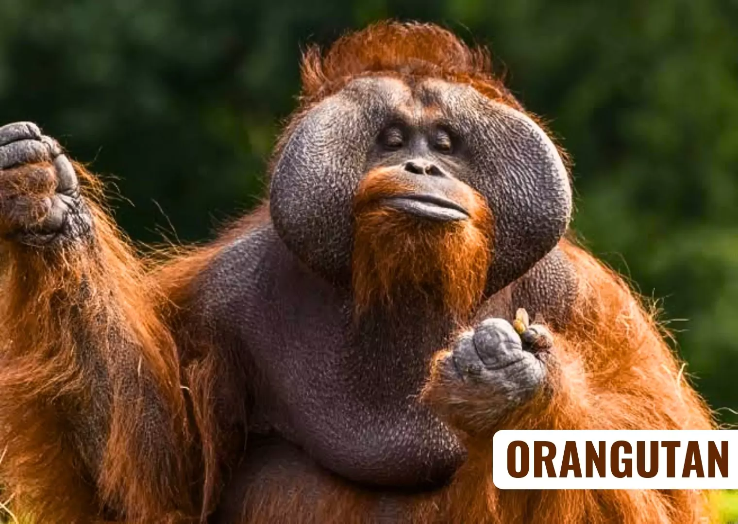 Orangutan