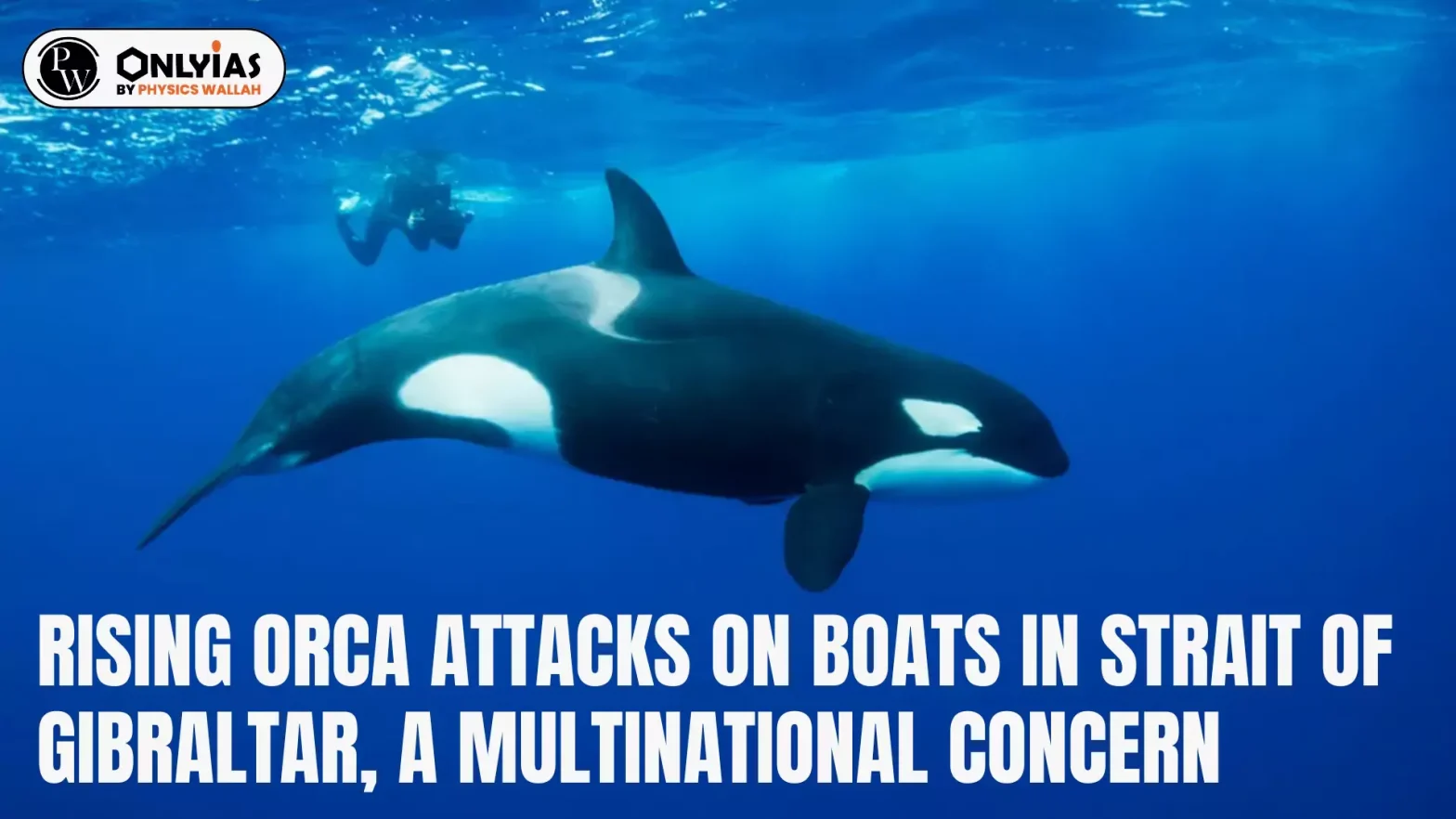 Rising Orca Attacks on Boats in Strait of Gibraltar: A Multinational Concern