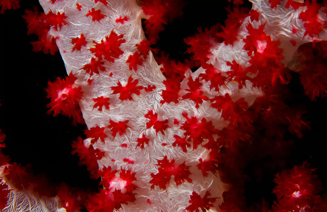 Severe Coral Bleaching in Lakshadweep