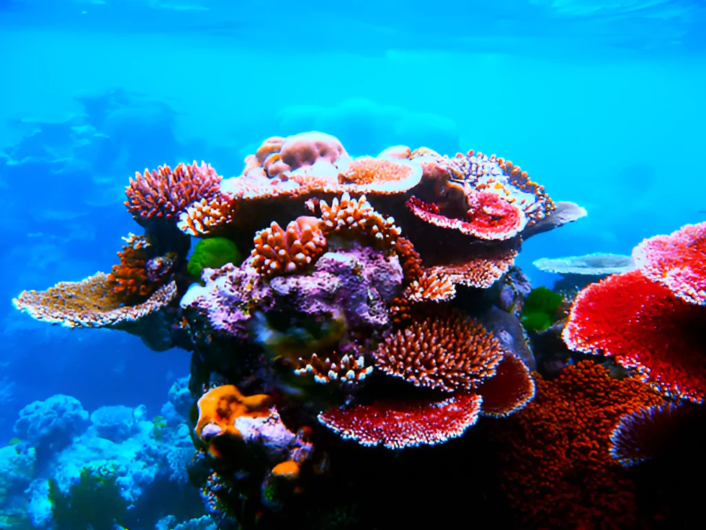 Severe Coral Bleaching in Lakshadweep