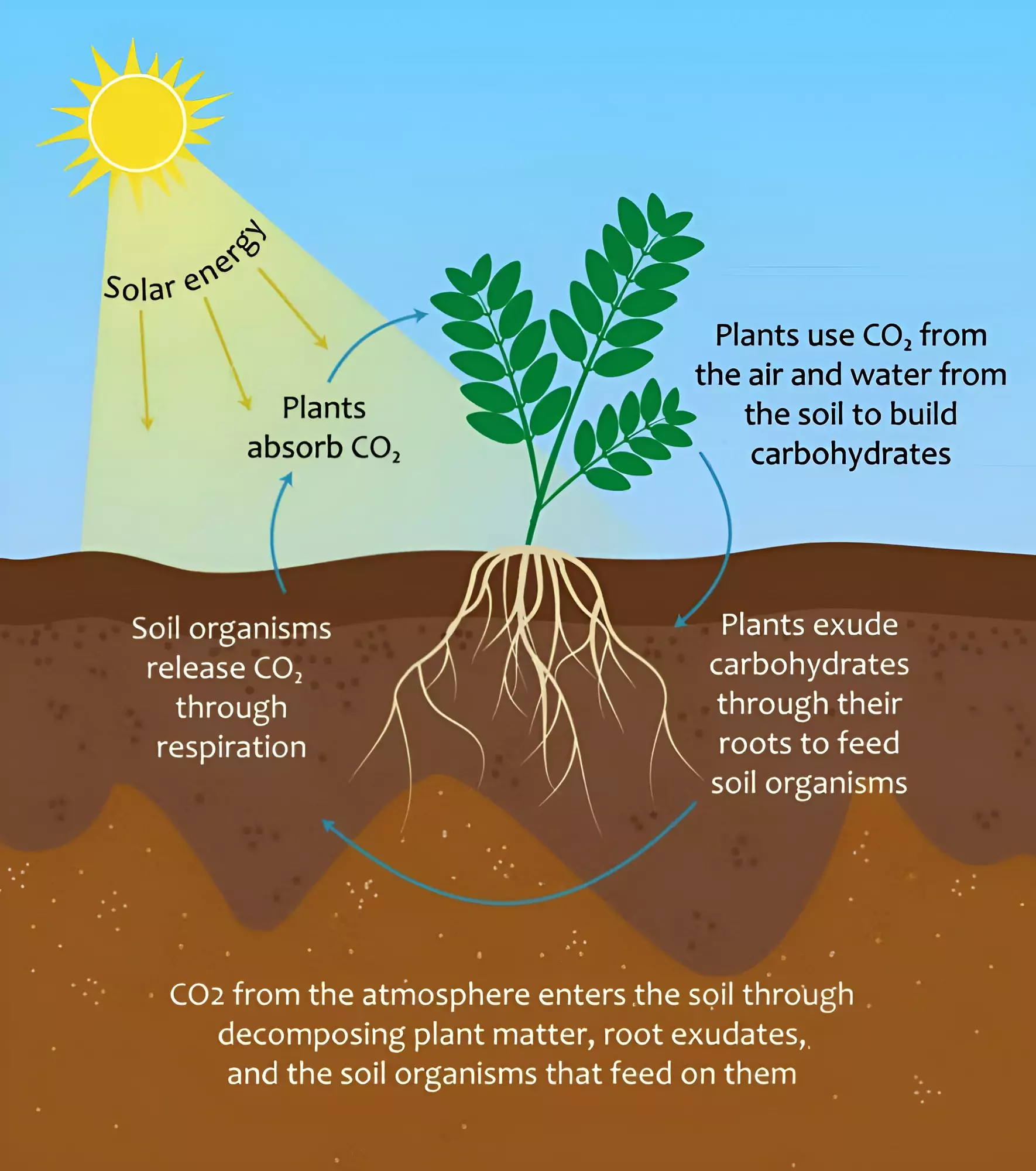 Carbon Farming