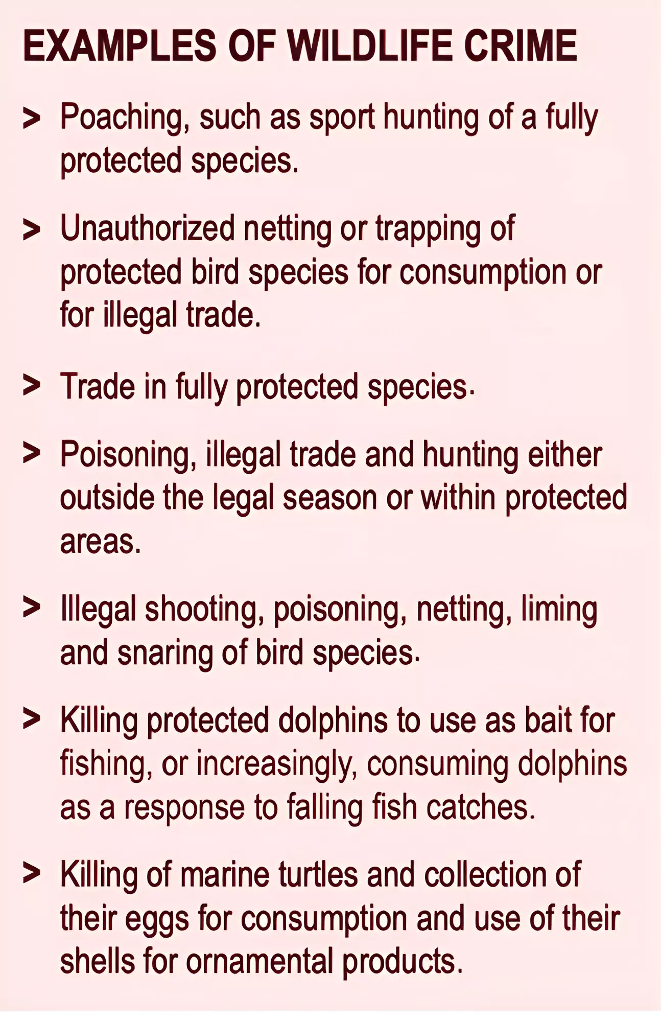 World Wildlife Crime Report 2024