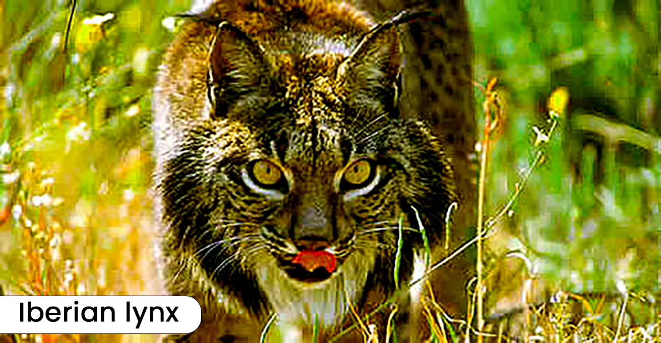 Iberian Lynx