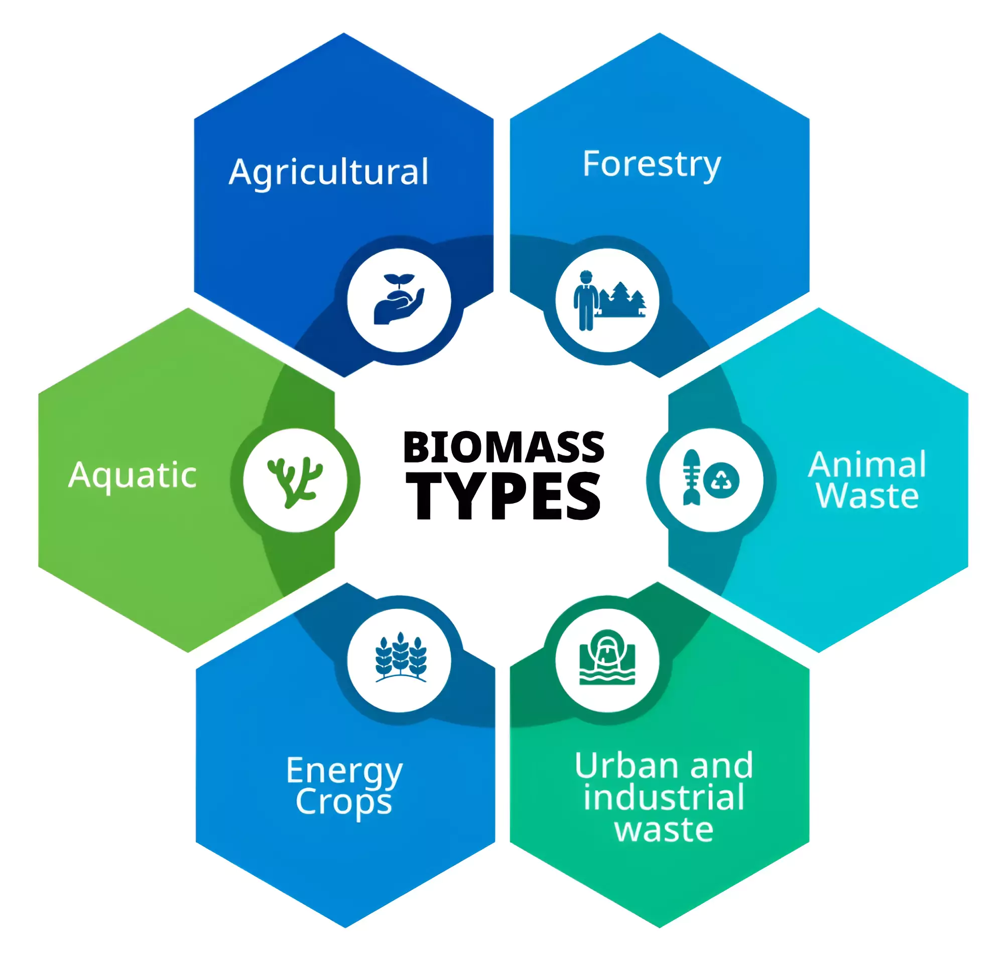 Biomass Cultivation on Degraded Land