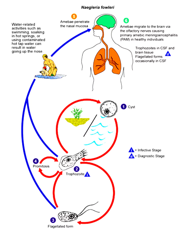 Naegleria fowleri