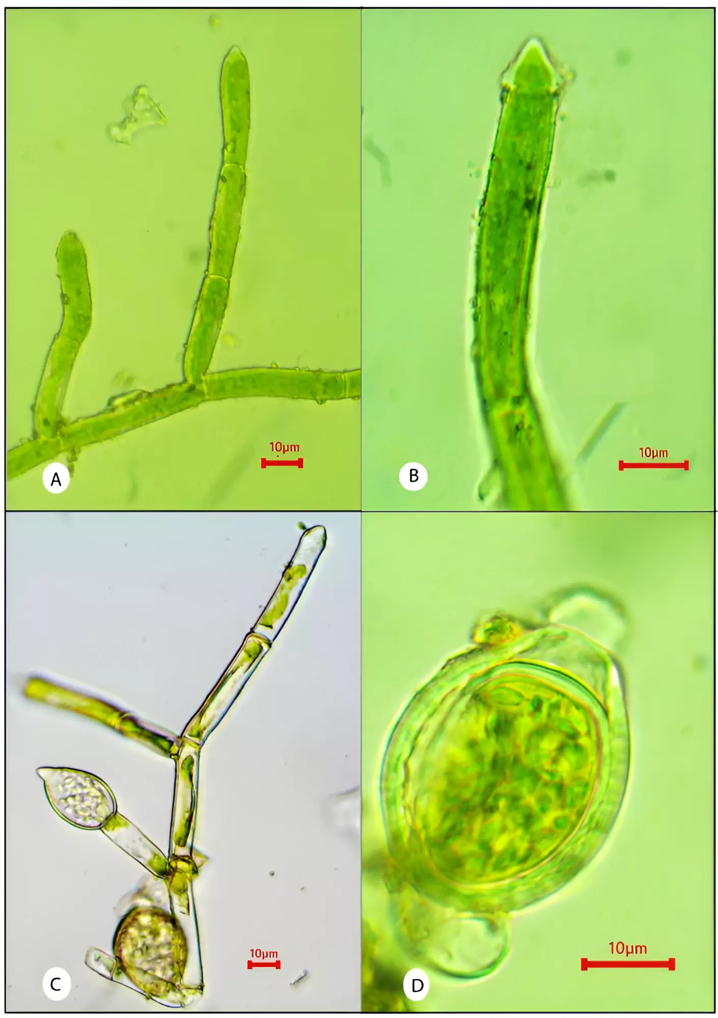 Oedocladium Sahyadricum