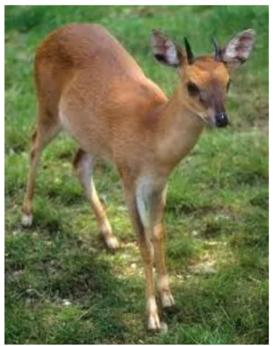 Four-Horned Antelope