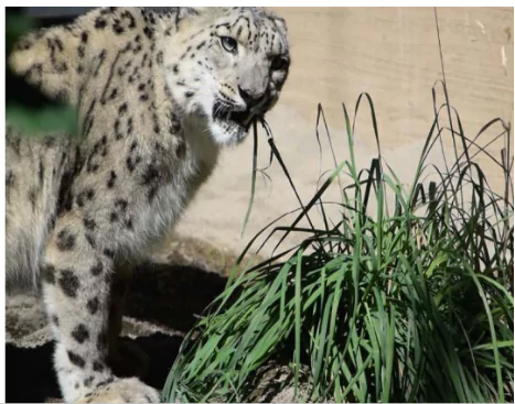 Snow Leopards Eat Plants