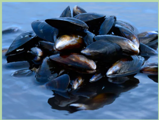 Ballast Water