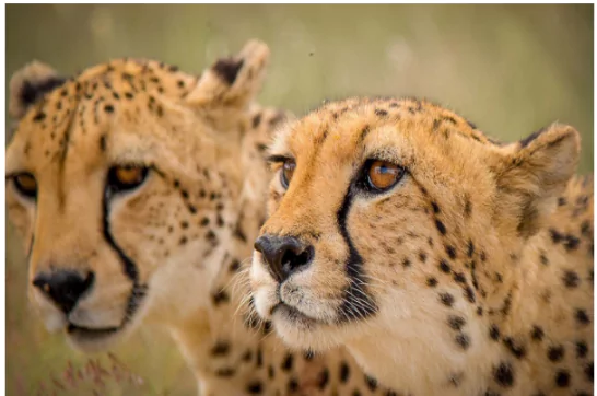 Gandhi Sagar Wildlife Sanctuary