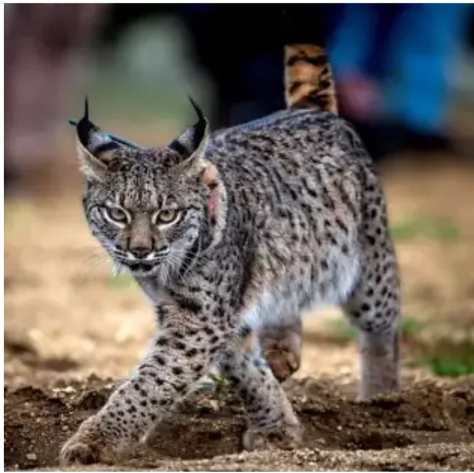 Iberian lynx
