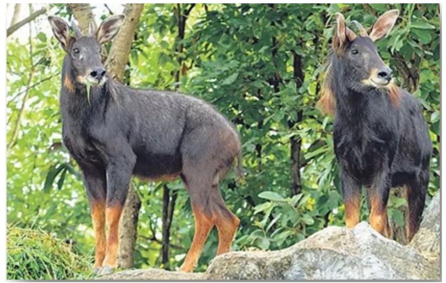 Himalayan serow
