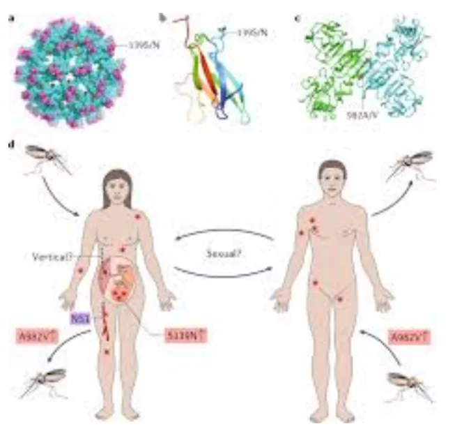 Zika Virus