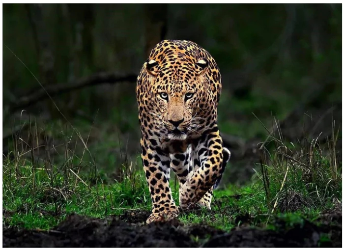 Indian Leopard