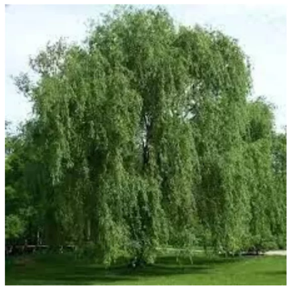 Kashmir Willow