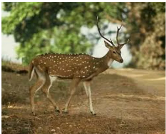 Chital