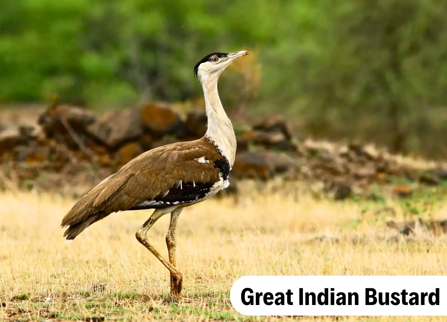 Great Indian Bustard 
