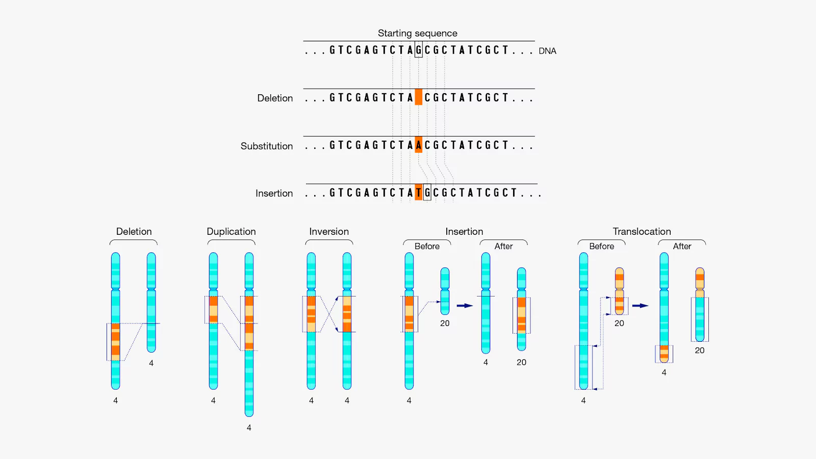 Gene Mutation