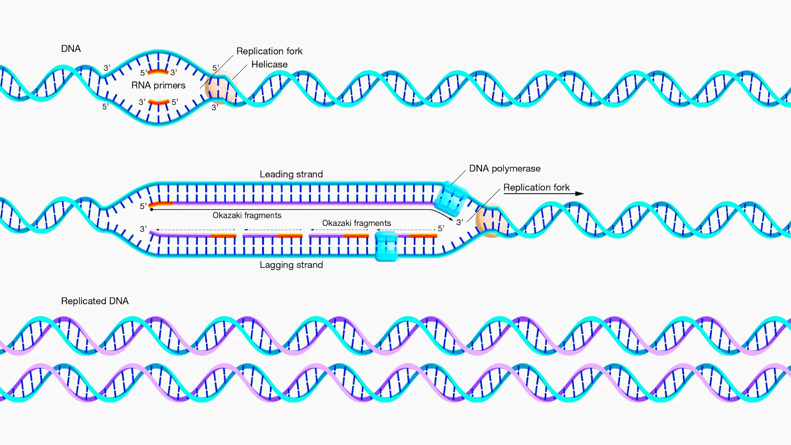 Gene Mutation