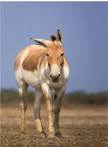 Indian Wild Asses
