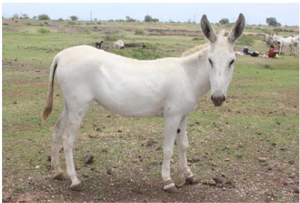 Halari Donkey